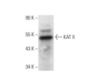 KAT II Antibody (B-4) - Western Blotting - Image 145527 