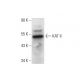 KAT II Antibody (B-4) - Western Blotting - Image 145527 