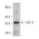 KAT II Antibody (B-4) - Western Blotting - Image 365458