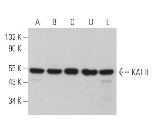 KAT II Antibody (G-4) - Western Blotting - Image 365453 