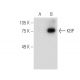 KBP Antibody (H-12) - Western Blotting - Image 288616