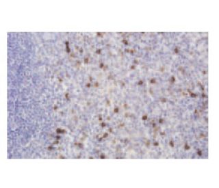 KChIP2 Antibody (9K9) - Immunohistochemistry - Image 64981 