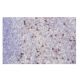 KChIP2 Antibody (9K9) - Immunohistochemistry - Image 64981 