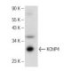 KChIP4 Antibody (H-1) - Western Blotting - Image 146566
