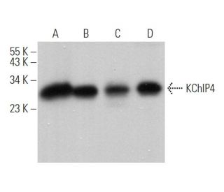 KChIP4 Antibody (H-1) - Western Blotting - Image 371247 