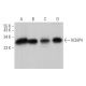 KChIP4 Antibody (H-1) - Western Blotting - Image 371247 