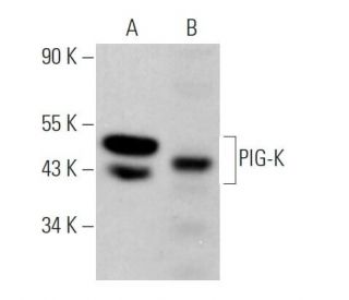 KCMF1 Antibody (A-3) - Western Blotting - Image 369816 