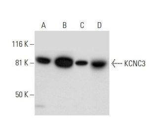 KCNC3 Antibody (D-4) - Western Blotting - Image 300496 