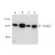 KCNC3 Antibody (D-4) - Western Blotting - Image 300496 