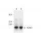 western blotting image from recommended KCNE1 (G-10) monoclonal antibody replacement. Image 297633