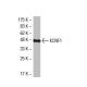 KCNF1 Antibody (56-I) - Western Blotting - Image 33531