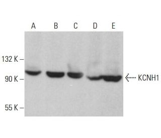 KCNH1 Antibody (C-11) - Western Blotting - Image 376716 