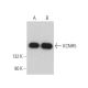 KCNH5 Antibody (A-6) - Western Blotting - Image 373275 