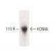 KCNH6 Antibody (46) - Western Blotting - Image 60337