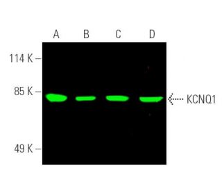 KCNQ1 Antibody (G-8) - Western Blotting - Image 389749