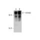 KCNQ2 Antibody (C-4) - Western Blotting - Image 137546 