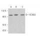 KCNQ2 Antibody (C-4) - Western Blotting - Image 363839
