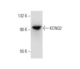 KCNQ2 Antibody (E-6) - Western Blotting - Image 137800 