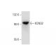 KCNQ2 Antibody (E-6) - Western Blotting - Image 137800 