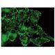 KCNQ2 Antibody (F-3) - Immunofluorescence - Image 142821 