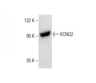 KCNQ2 Antibody (F-3) - Western Blotting - Image 137801 