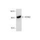 KCNQ2 Antibody (F-3) - Western Blotting - Image 137801 