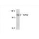 KCNQ2 Antibody (F-3) - Western Blotting - Image 393061