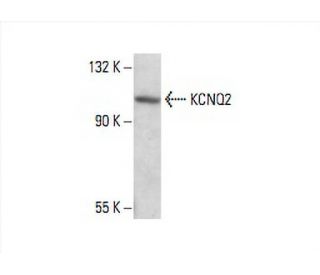 KCNQ2 Antibody (F-3) - Western Blotting - Image 393061