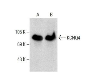 KCNQ4 Antibody (F-10) - Western Blotting - Image 132728 