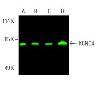 KCNQ4 Antibody (F-10) - Western Blotting - Image 396064