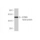 KCNQ5 Antibody (2E2) - Western Blotting - Image 350236
