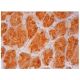 KCNRG Antibody (A-9) - Immunohistochemistry - Image 301767