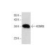 KCNRG Antibody (A-9) - Western Blotting - Image 287657 