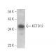 KCTD12 Antibody (F-6) - Western Blotting - Image 371142