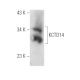 KCTD14 Antibody (A-12) - Western Blotting - Image 388987