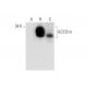 KCTD14 Antibody (A-6) - Western Blotting - Image 299047