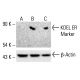 KDEL ER Marker Antibody (10C3) - Western Blotting - Image 412636