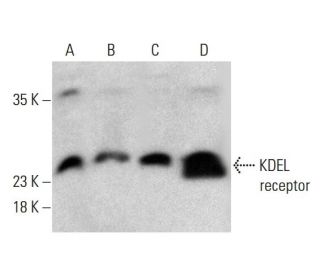western blotting image from recommended KDEL receptor (KR-10) monoclonal antibody replacement. Image 386075