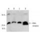 western blotting image from recommended KDEL receptor (KR-10) monoclonal antibody replacement. Image 386075