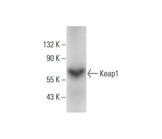 western blotting image from recommended Keap1 (G-2) monoclonal antibody replacement. Image 143387
