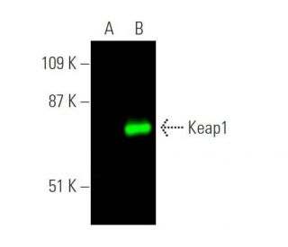 Keap1 Antibody (G-2) - Western Blotting - Image 372687
