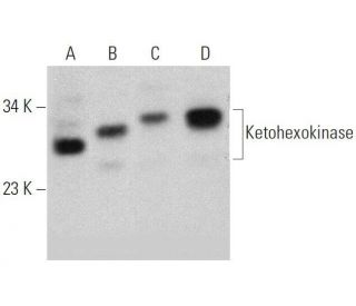 Ketohexokinase Antibody (B-6) - Western Blotting - Image 359393 
