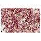 Ketohexokinase Antibody (TT-I) - Immunohistochemistry - Image 35996