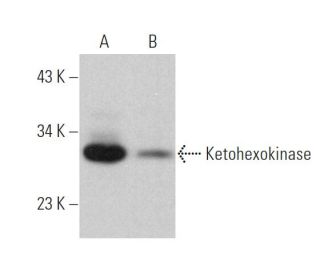 Ketohexokinase Antibody (B-6) - Western Blotting - Image 375935