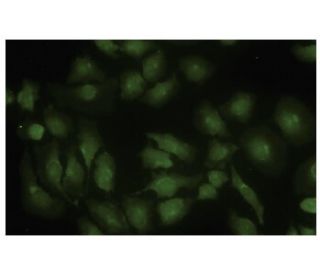 KGA Antibody (IJ-2) - Immunofluorescence - Image 35592
