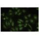 KGA Antibody (IJ-2) - Immunofluorescence - Image 35592