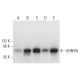 KHNYN Antibody (E-3) - Western Blotting - Image 317965