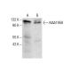 KIAA1958 Antibody (G-12) - Western Blotting - Image 287770 