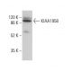 KIAA1958 Antibody (G-12) - Western Blotting - Image 378128 