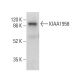 KIAA1958 Antibody (G-12) - Western Blotting - Image 378133